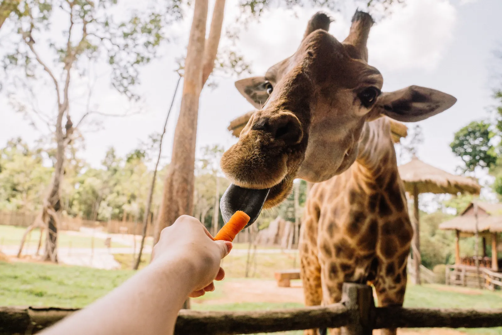 Photo Booth Software for Family Entertainment Centers 4 Visitor holding out a carrot to a giraffe over a fence at a zoo